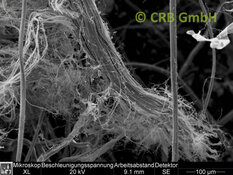 REM-Bild Chrysotil-Asbest in Filz | © CRB Analyse Service GmbH