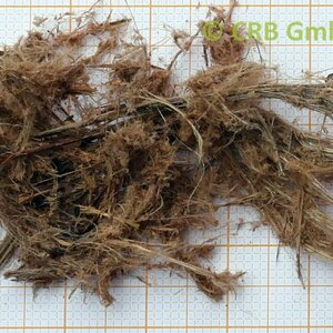 Amosite asbestos - image with approx. 55mm | © CRB Analyse Service GmbH