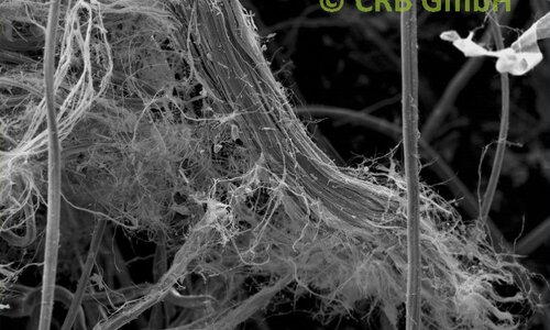 Amiante de chrysotile dans feutre, image MEB | © CRB Analyse Service GmbH